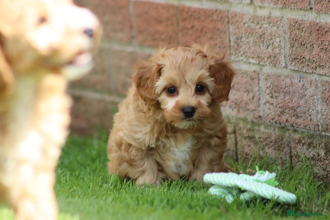 Cockapoo dogs for sale: Beautiful F1 Cockapoo puppies for sale - Image 11