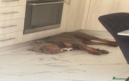 Olde English Bulldogge dogs for sale: Older tyme bulldog for sale - Image 4