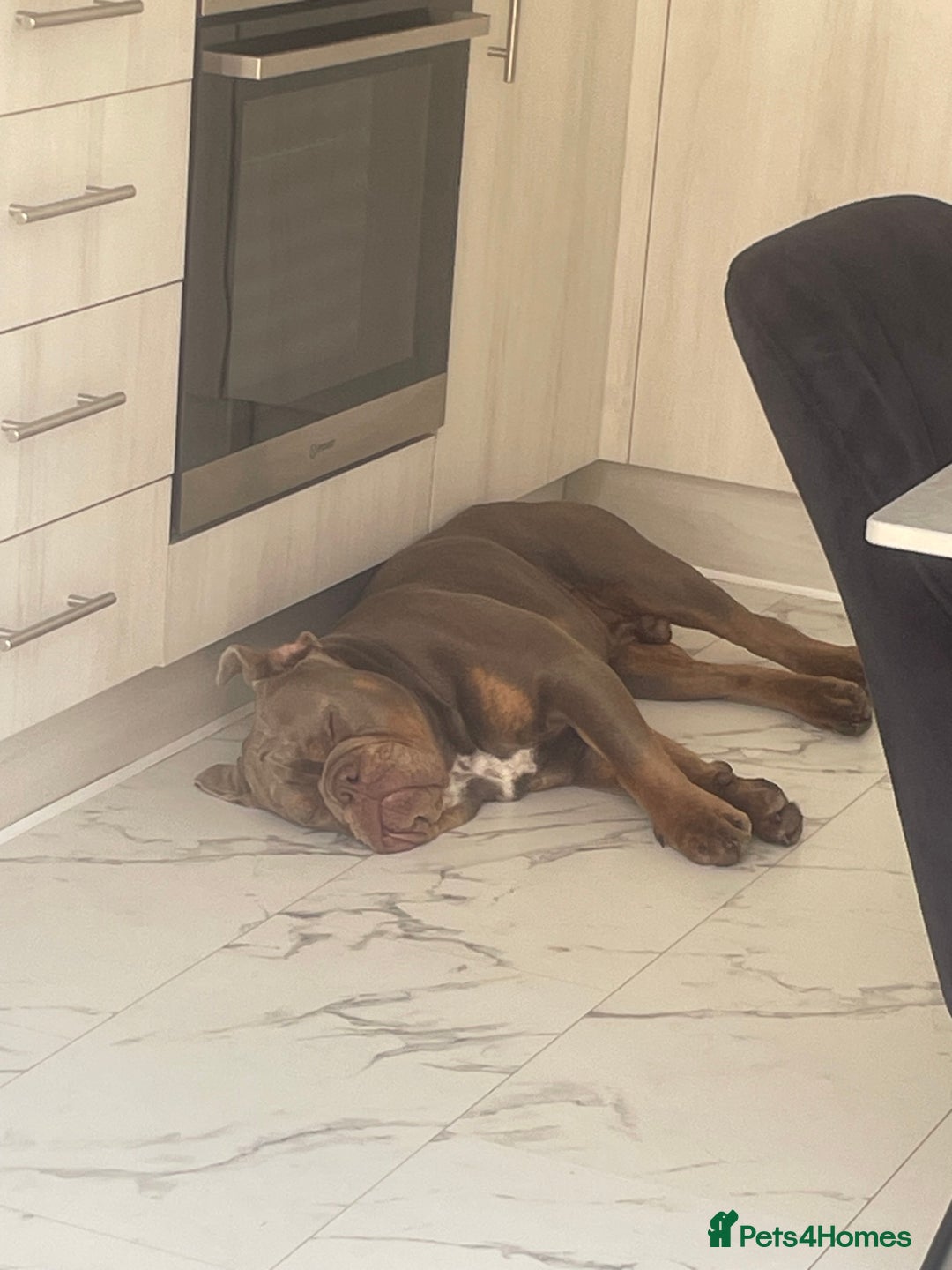 Olde English Bulldogge dogs for sale: Older tyme bulldog for sale - Image 4