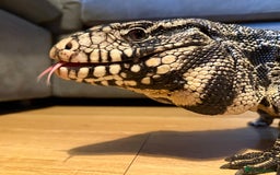 Monitor reptiles for sale: Black and White Tegu - Image 1