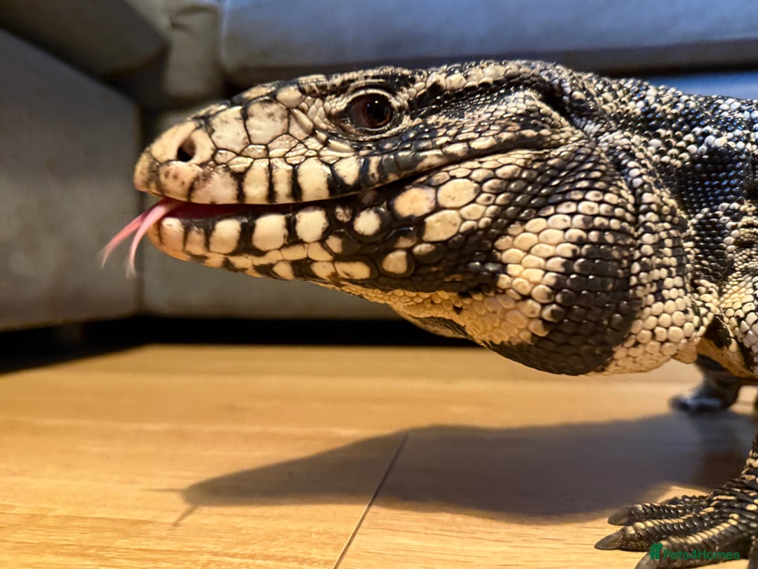 Monitor reptiles for sale: Black and White Tegu - Image 1