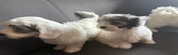 Malshi dogs for sale: Malshi puppies - Advert 4