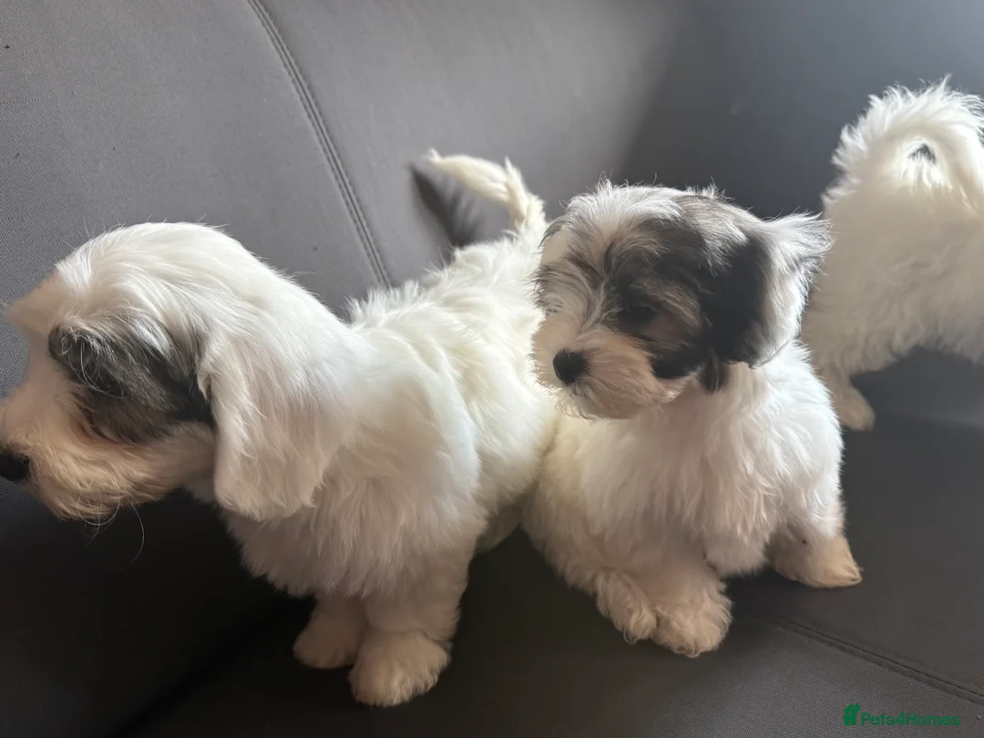 Malshi dogs for sale: Malshi puppies - Advert 4