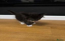 Ragdoll cats for sale: Tuxedo Ragdoll mix kittens - Image 15