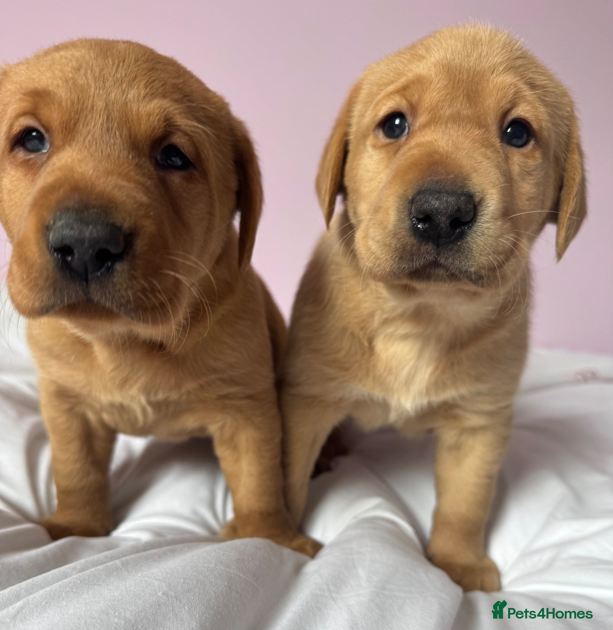 Labrador Retriever dogs for sale: Labrador pups fox red and black  - Advert 28