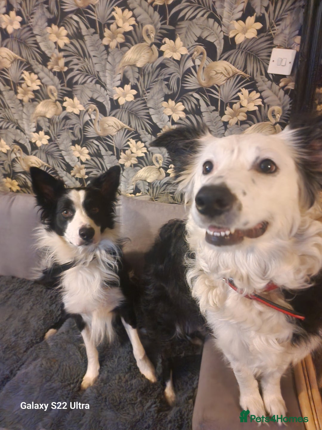 Mixed Breed dogs for sale: Boarder collie  - Advert 1