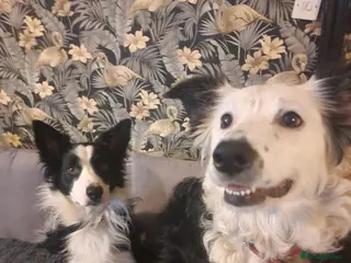 Mixed Breed dogs Boarder collie - Advert 4
