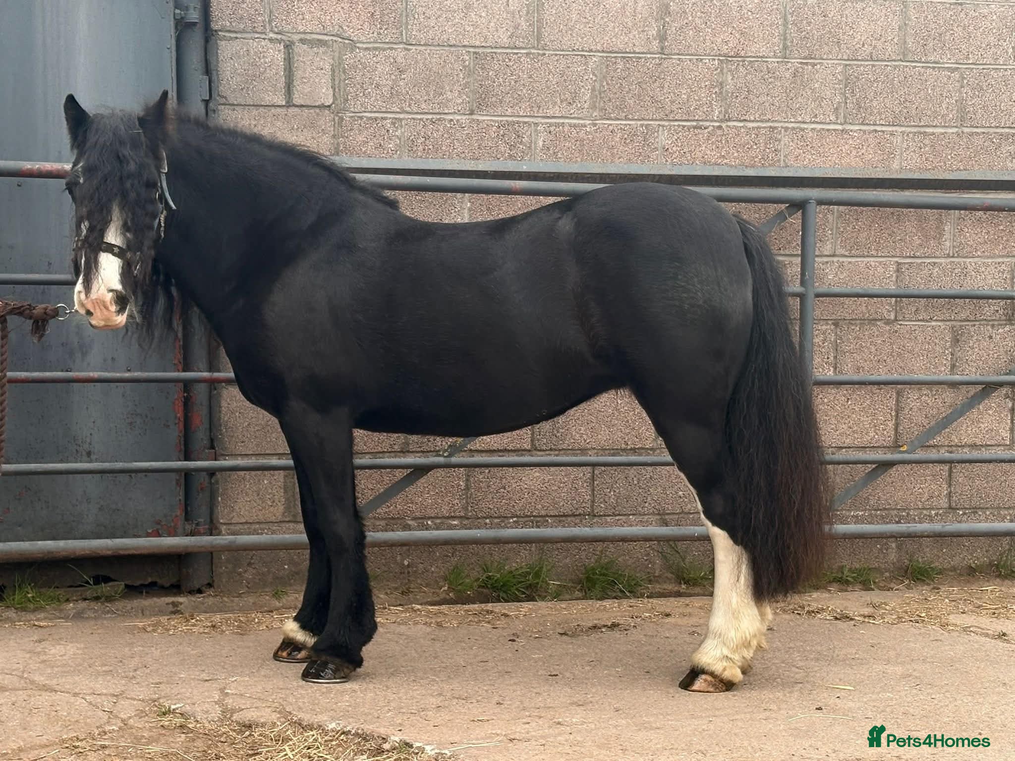 Irish Cob horses Mary the mothers dream - Loveable family member  - Advert 2