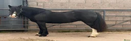 Irish Cob horses for sale: Mary the mothers dream - Loveable family member  - Advert 1