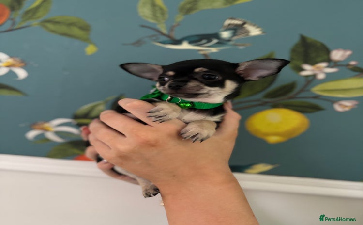 Chihuahua dogs - Advert 2
