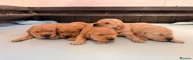 Golden Retriever 1