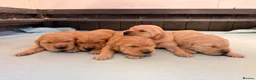 Golden Retriever dogs for sale: KC registered Golden Retriever  - Advert 7