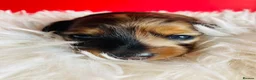 Miniature Dachshund dogs for sale: Miniature Dachshund Puppies Longhaired  - Advert 10
