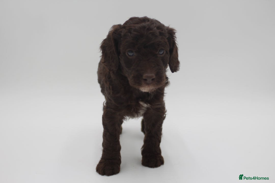 Australian Labradoodle dogs for sale: 🧡💚💙Unique Phantom &  Brown & Tuxedo 💙💚🧡 - Image 12