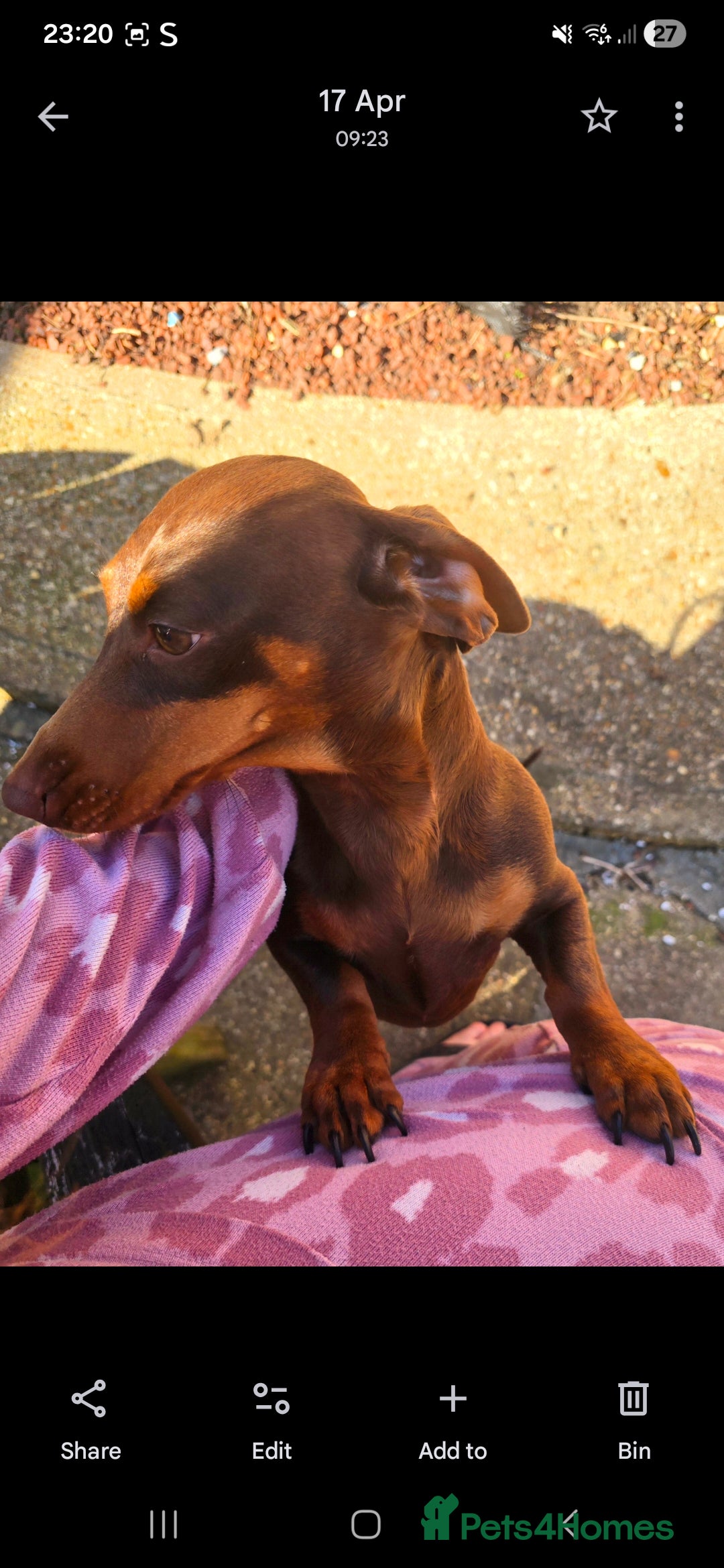 Miniature Dachshund dogs for sale: Chocolate and tan miniature Dachshund  - Advert 5
