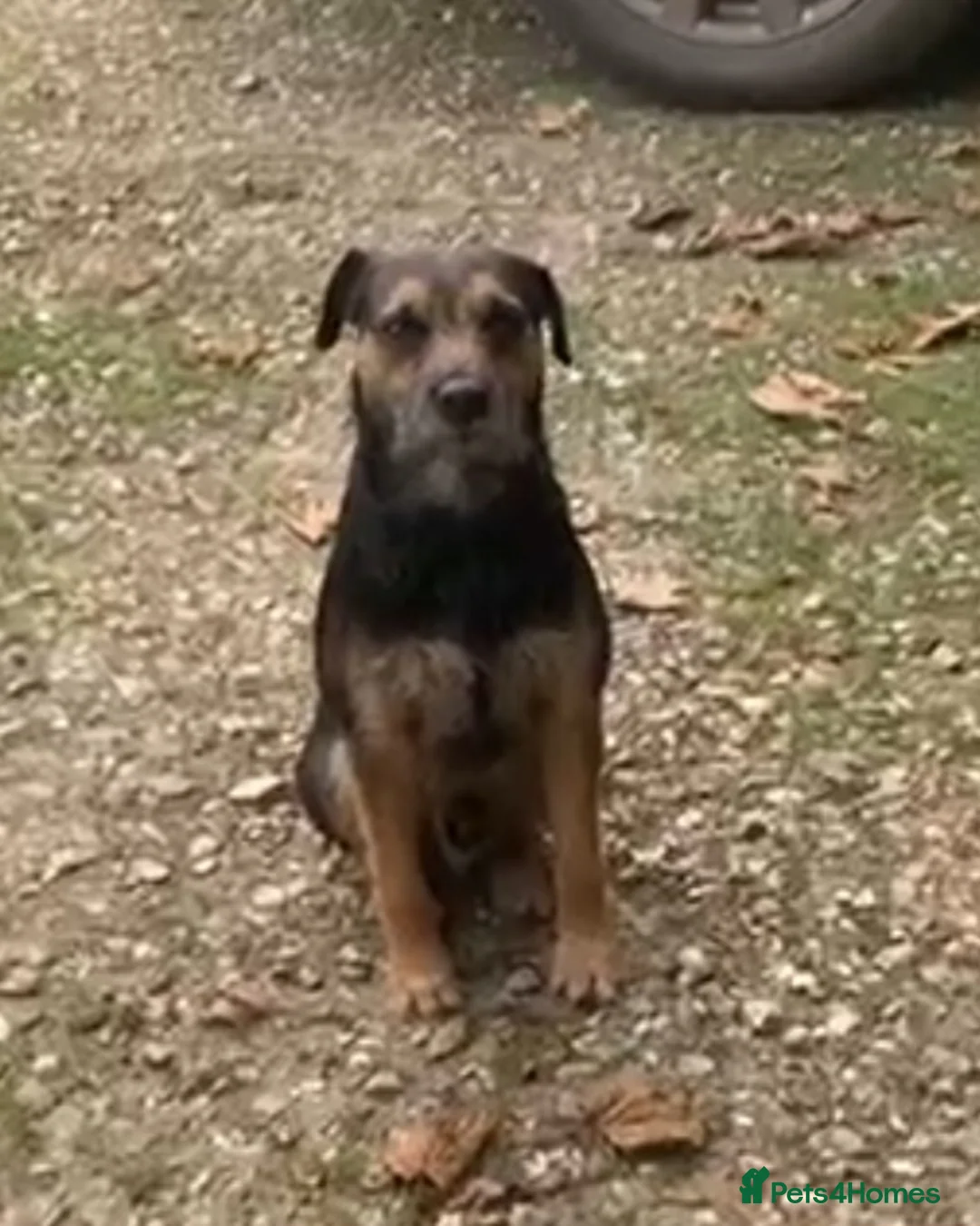 Mixed Breed dogs for sale: Cocker x Terrier puppies - Advert 3