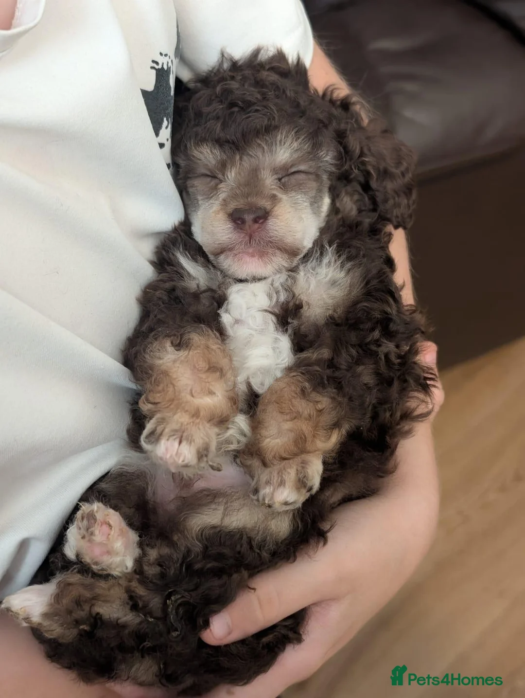 Toy Poodle dogs for sale: Merl Boy toy poodle  - Advert 1