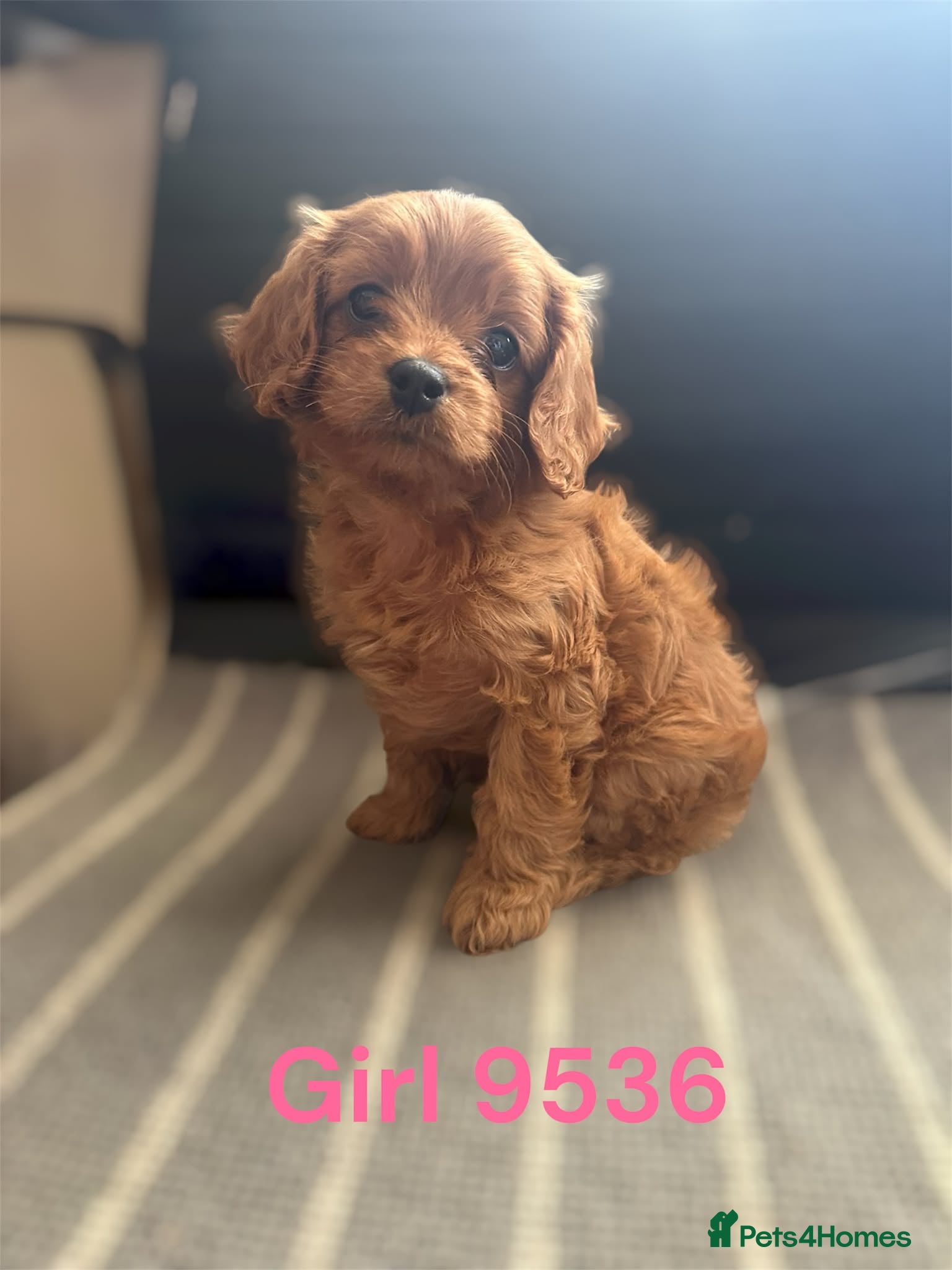 Cavapoo dogs cavapoo pups ready now  - Advert 1