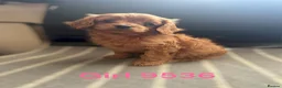 Cavapoo dogs for sale: cavapoo pups ready now  - Advert 1