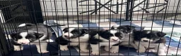 Border Collie dogs for sale: KC Reg Border Collie Puppies Black & White - Advert 1