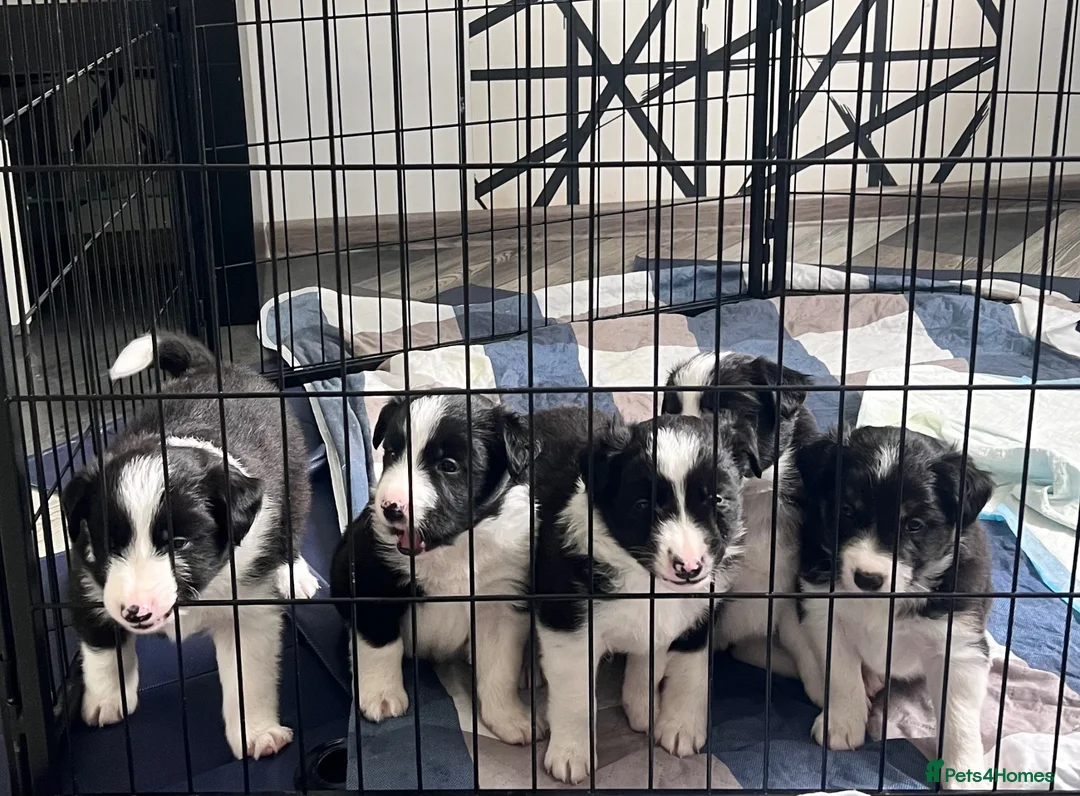 Border Collie dogs for sale: KC Reg Border Collie Puppies Black & White - Advert 1