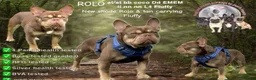 French Bulldog dogs for sale: Stunning quality kc frencbulldog puppies available - Advert 3