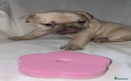 French Bulldog dogs for sale:  French Bulldog Puppies – Beautiful, Rare Colours - Image 4
