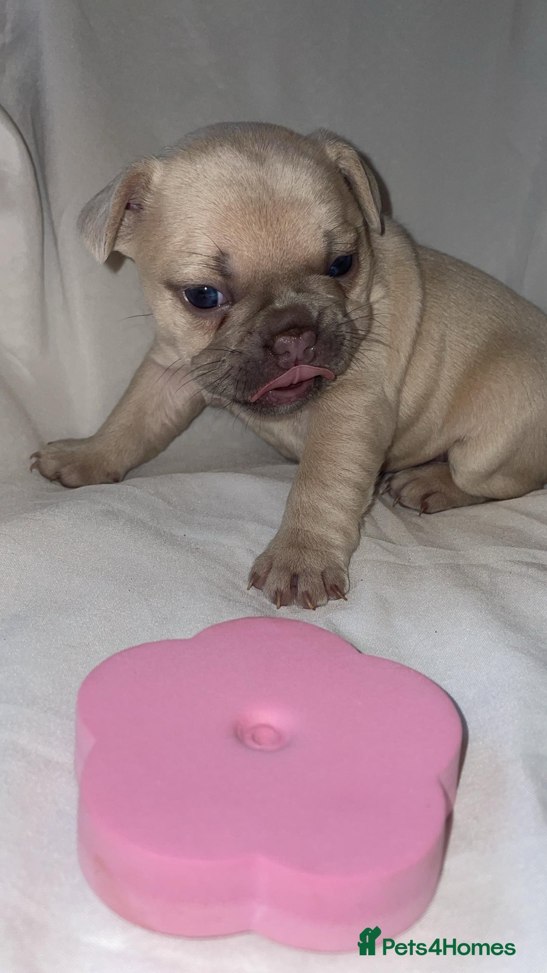 French Bulldog dogs for sale:  French Bulldog Puppies – Beautiful, Rare Colours - Image 4