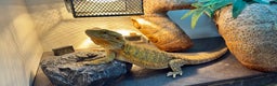 Bearded Dragon reptiles for sale: Beautiful Female bearded dragon with full set up  - Advert 24