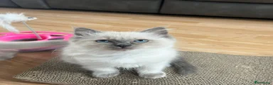 Ragdoll white