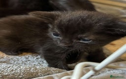 British Shorthair cats for sale: 6 beautiful kittens  - Image 6