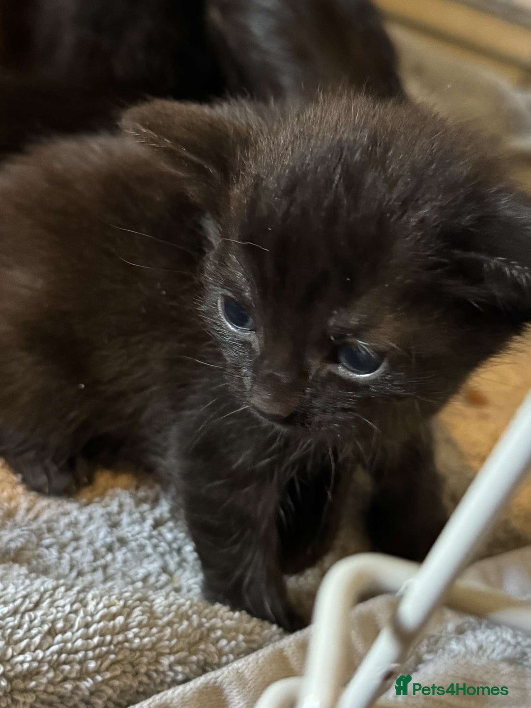 British Shorthair cats for sale: 6 beautiful kittens  - Image 6