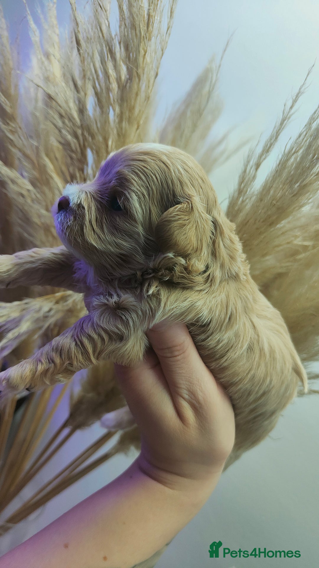 Maltipoo dogs for sale: F1 Tiny Maltipoo Puppies  - Advert 16