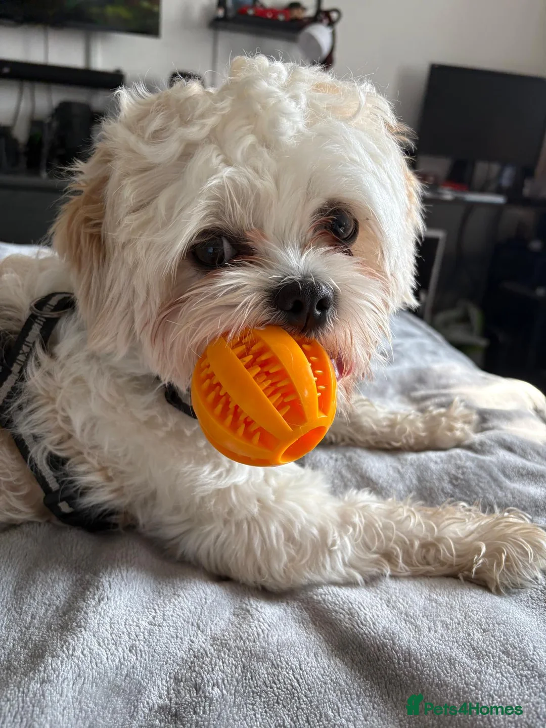 Shih Tzu dogs for stud: Beautiful studd available  in Dudley - Advert 4