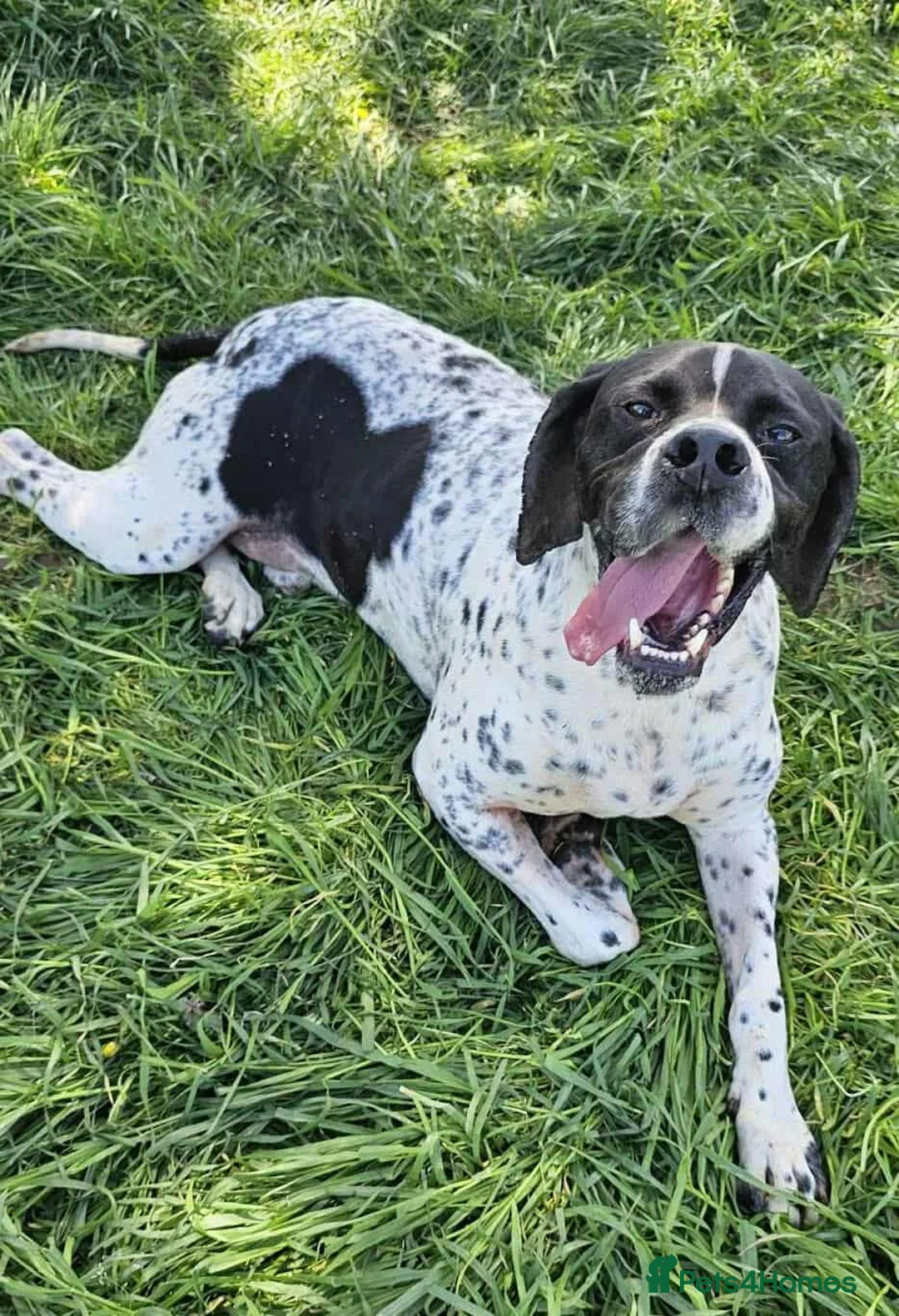 Pointer dogs for adoption: Santos in Leeds - Advert 1