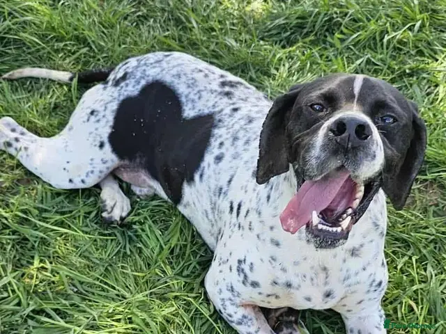 Pointer dogs Santos - Advert 1