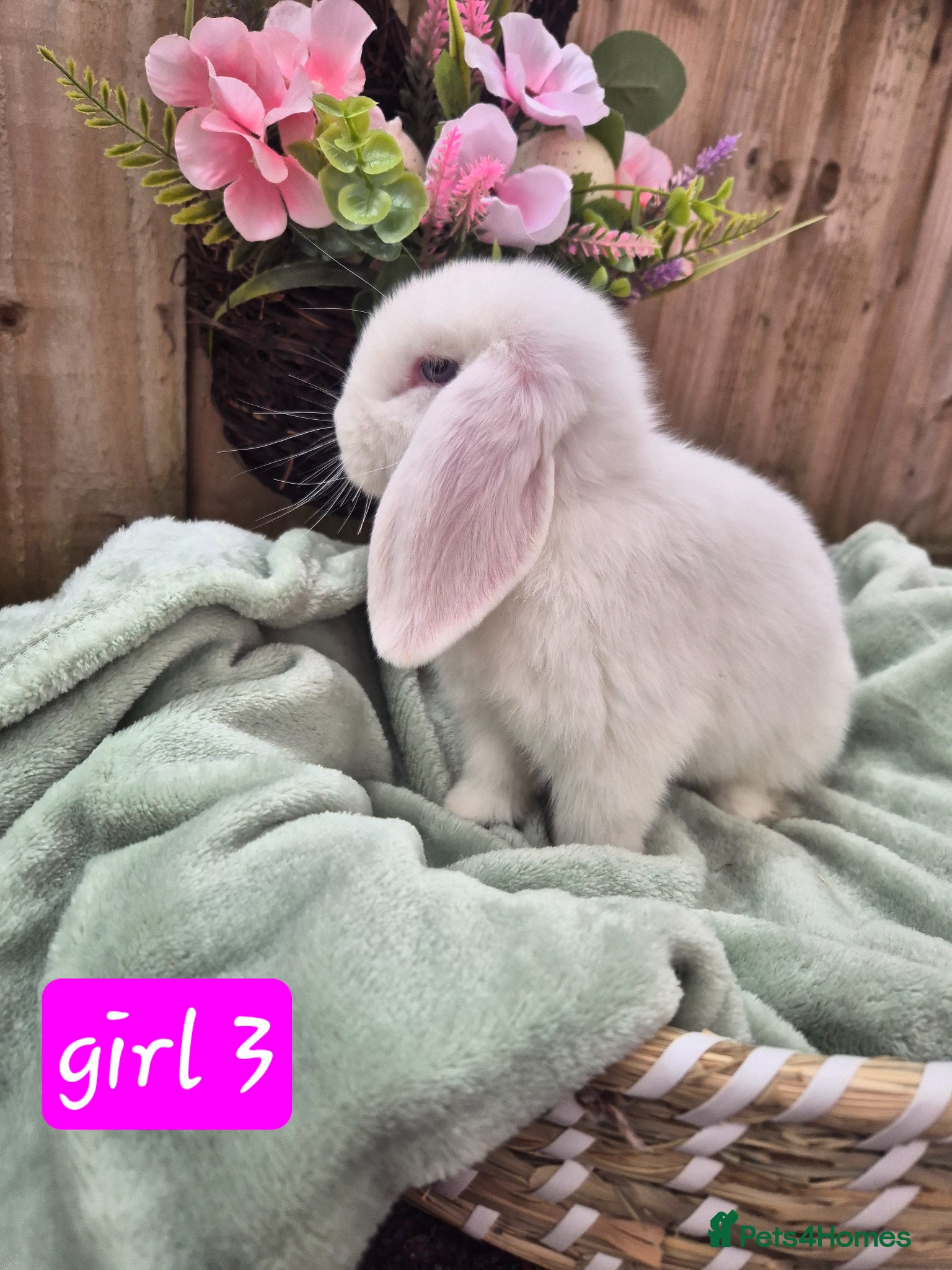 Mini Lop rabbits for sale:  ❤️ Gorgeous mini lops ❤️ please read description - Advert 2