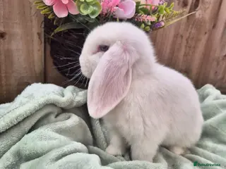 Mini Lop rabbits for sale: ❤️ Gorgeous mini lops ❤️ please read description - Advert 2