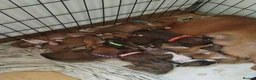 Boxer dogs for sale: Beautiful Boxer x Cane corso puppies 🐶  - Advert 31
