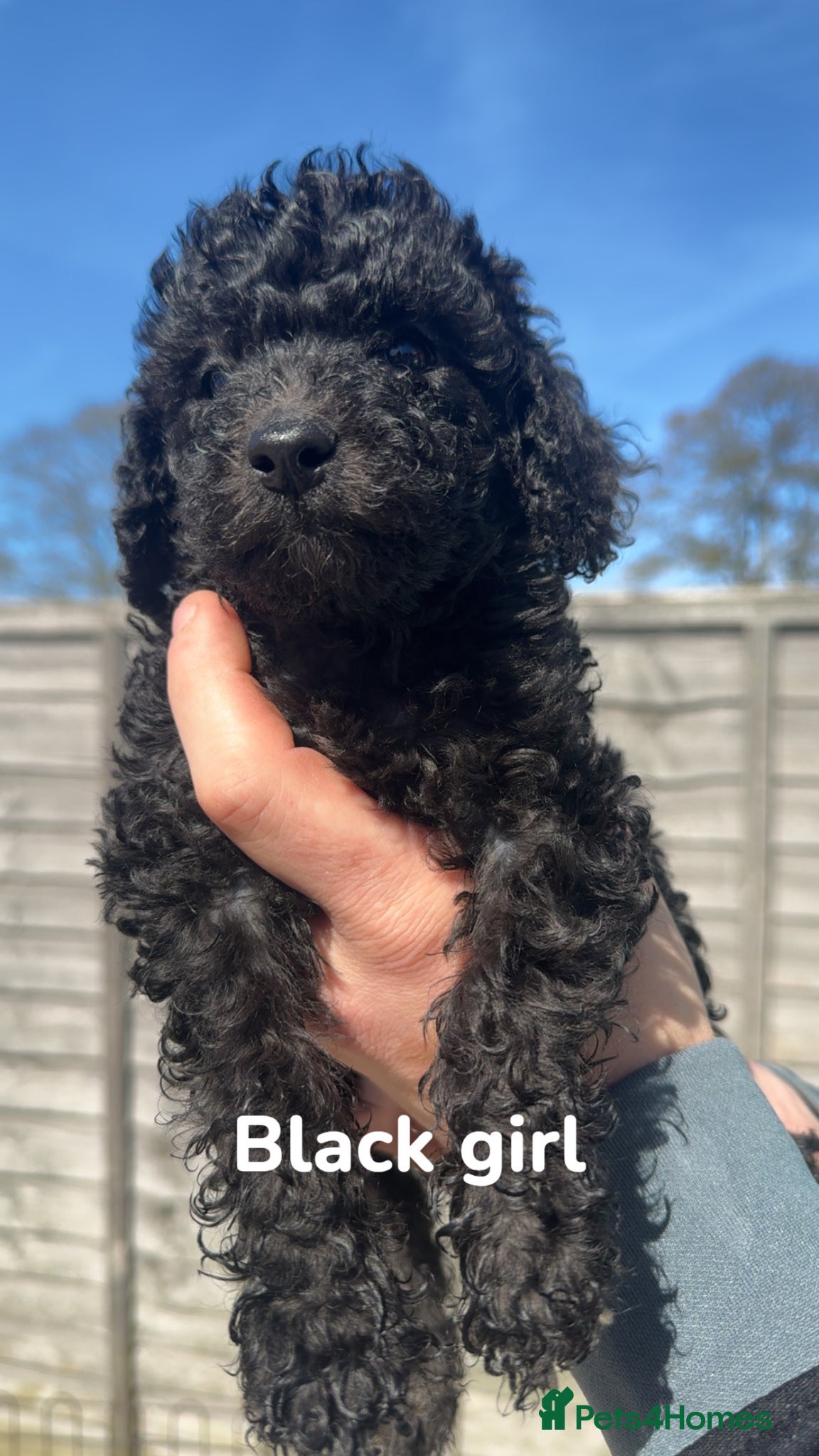 Miniature Poodle dogs Miniature Poodle Puppies 🐩🐩 READY THIS WEEK ✨ - Advert 2