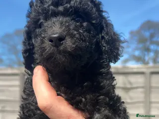 Miniature Poodle dogs Miniature Poodle Puppies 🐩🐩 READY THIS WEEK ✨ - Advert 3