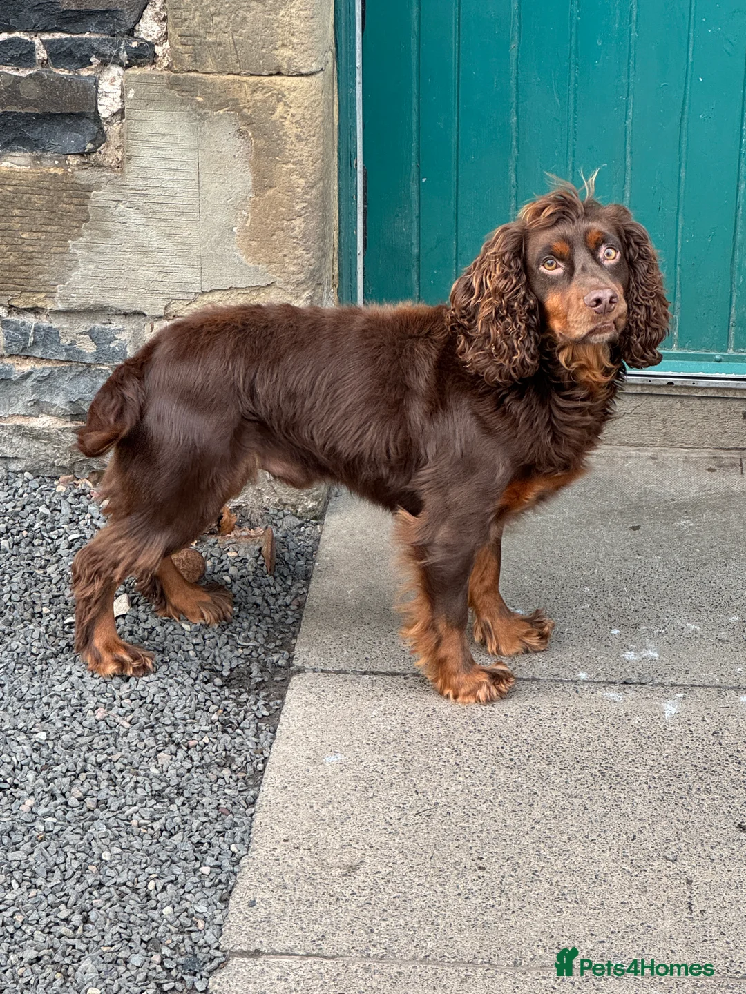 Cocker Spaniel dogs for stud: KC Reg well proven Working Cocker Spaniel at Stud  - Advert 1