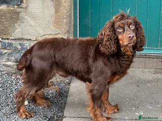 Cocker Spaniel dogs KC Reg well proven Working Cocker Spaniel at Stud - Advert 6