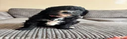 Goldendoodle dogs for sale: Superb Fully Health Tested Rare Goldendoodle Pups in Basingstoke - Advert 12
