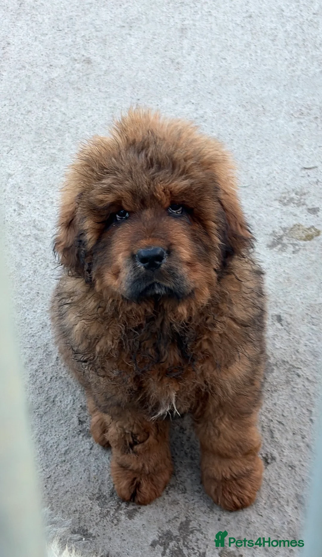 Tibetan Mastiff dogs for sale: World Top calss Tibean Mastiff! Pure blood line  in Lanark - Advert 2