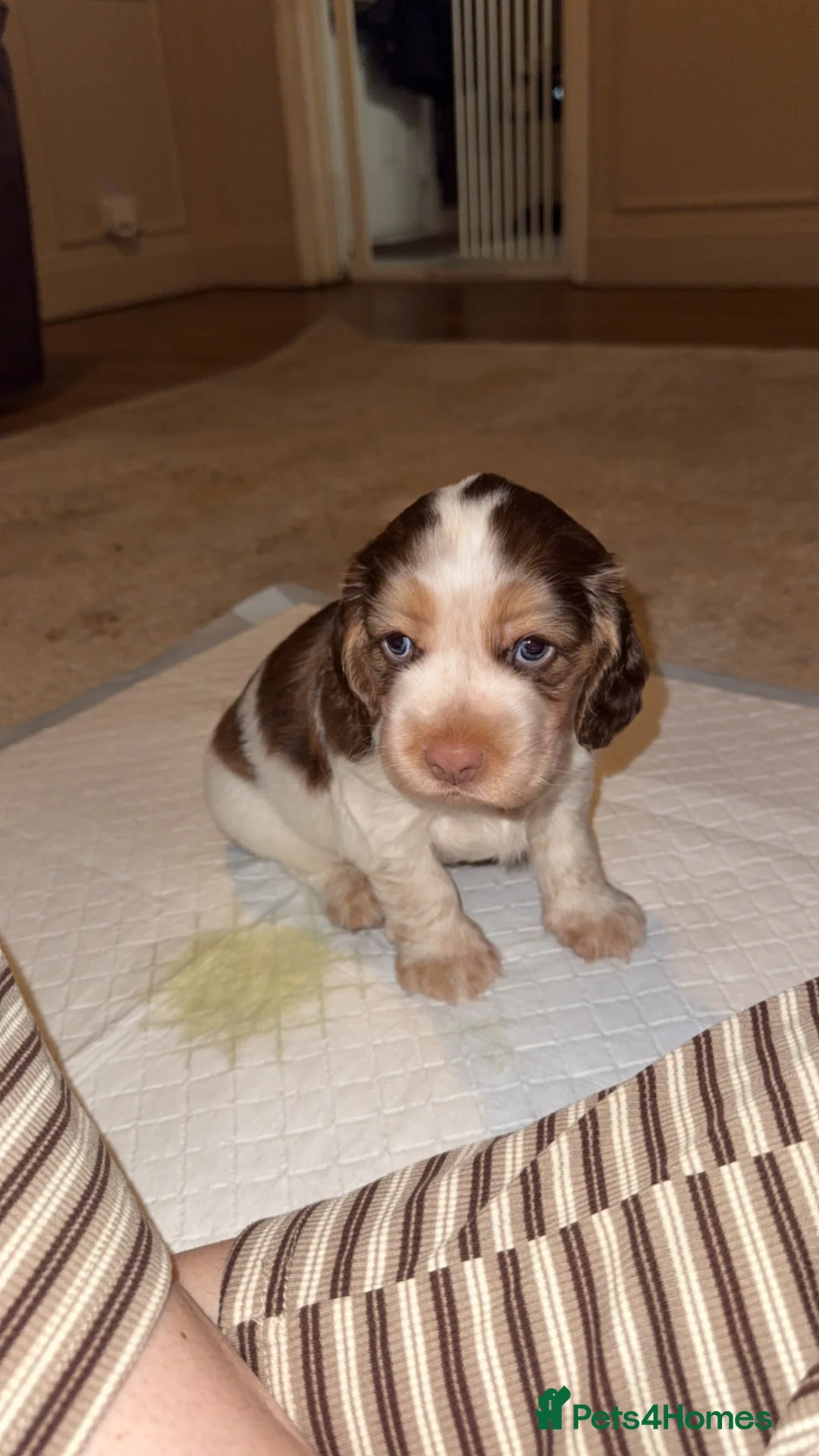 Cocker Spaniel dogs for sale: Show Cocker  - Advert 18