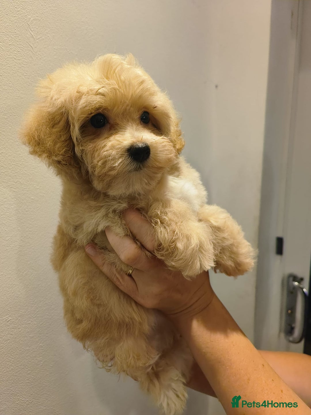 Maltipoo dogs for sale: Tiny maltipoo puppies - Image 2