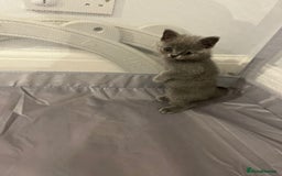 British Shorthair cats for sale: READY NOW!!Pedigree British Short Hair Kittens - Image 3