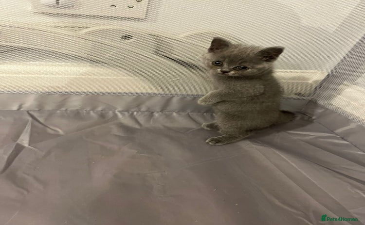 British Shorthair cats - Advert 7