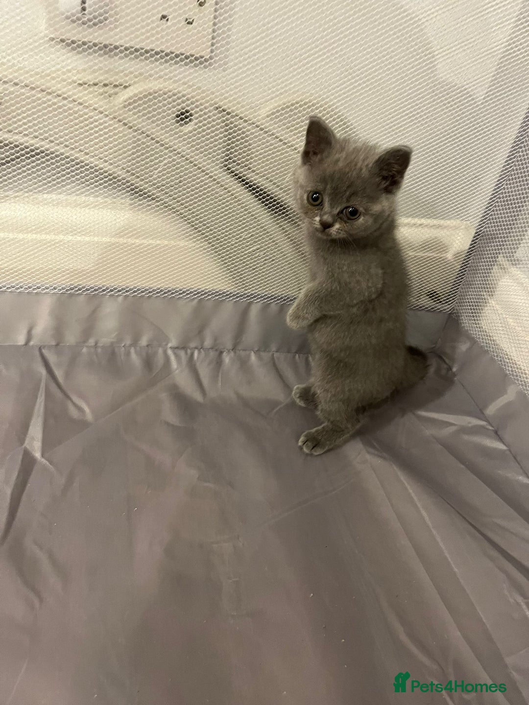 British Shorthair cats for sale: READY NOW!!Pedigree British Short Hair Kittens - Image 3